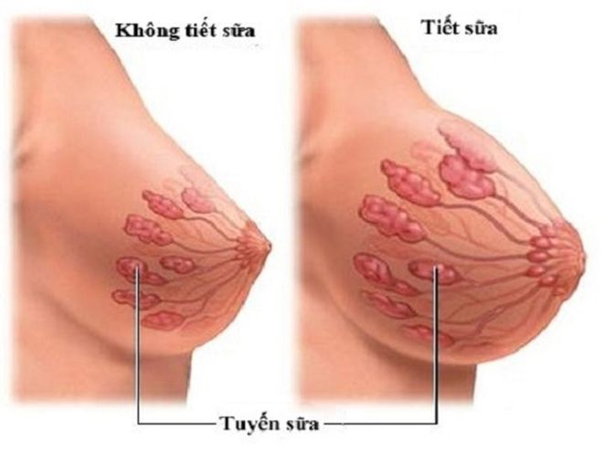 99+ Hình Ảnh Nhũ Hoa Khi Mới Mang Thai, thay đổi trông thấy