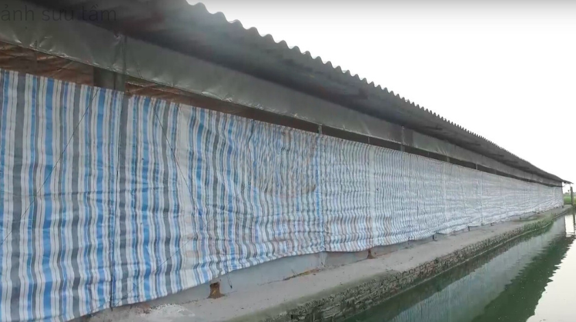 Cần chú ý chăm sóc và bảo vệ gà trong mùa lạnh