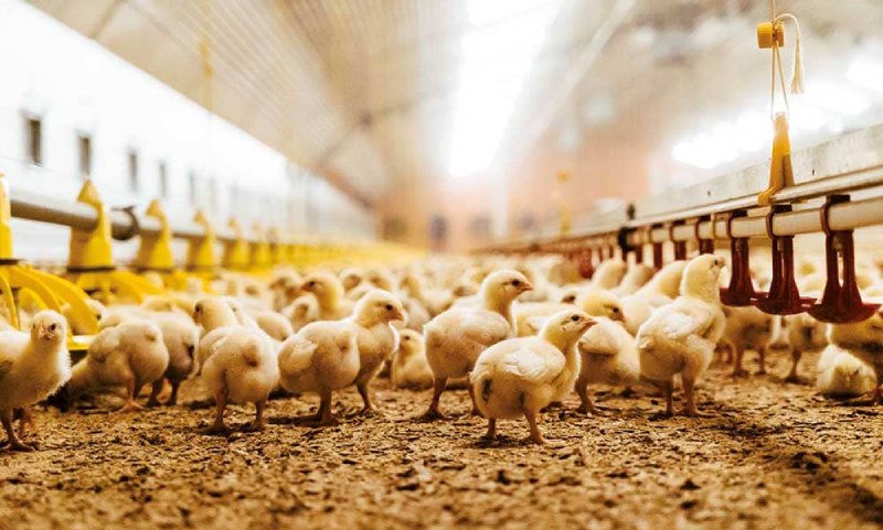 Làm thế nào để đàn gà khỏe mạnh vượt qua cái lạnh mùa đông? - Livestock  Vietnam 2025