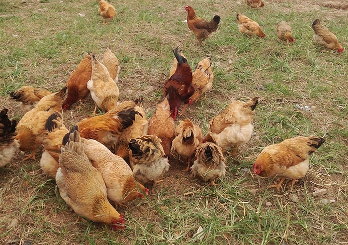 Kỹ thuật chăn nuôi và chăm sóc gà