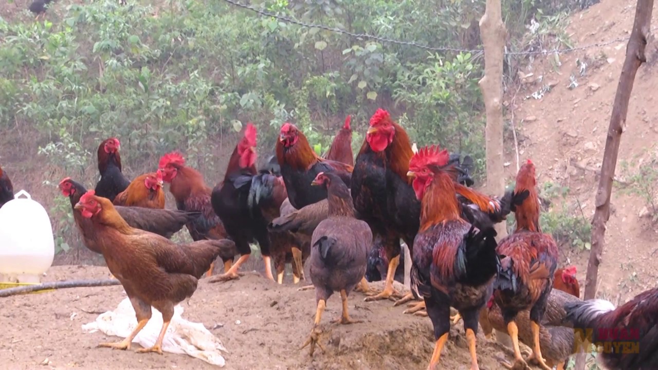 Gà giống Minh Dư - Gà MD3 105 ngày tuổi