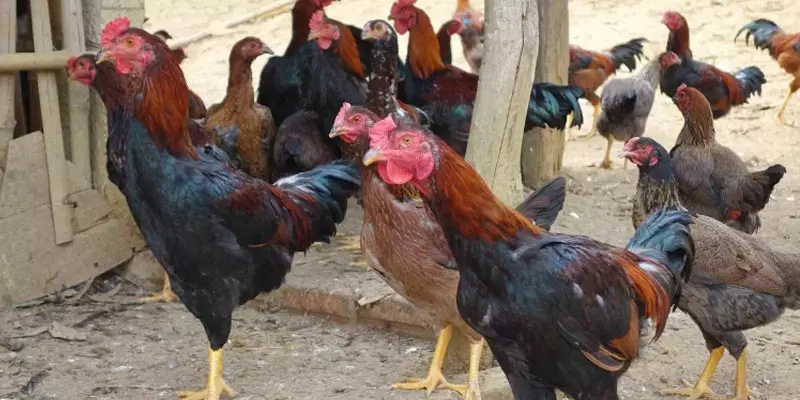 Địa phương Phú thọ phát triển kinh tế với giống gà Minh Dư thuần chủng