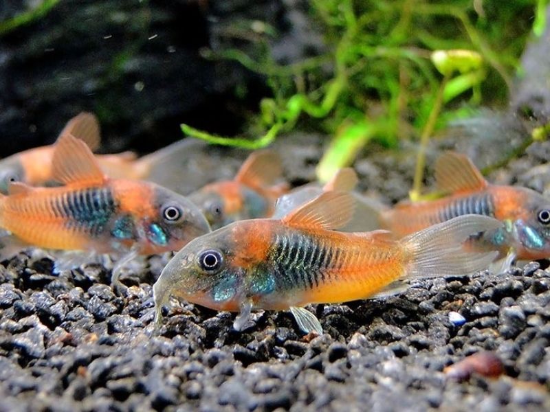 Top 8: Những loài cá cảnh phổ biến nhất, dễ nuôi và không cần oxy