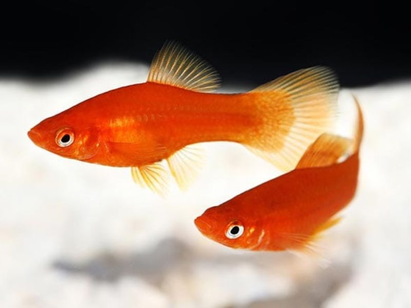 Top 8: Những loài cá cảnh phổ biến nhất, dễ nuôi và không cần oxy