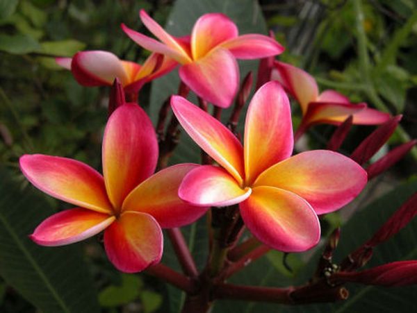 Mô tả về hoa sứ đỏ - một loài hoa phổ biến ở Hawaii » Dienhoahcm.com