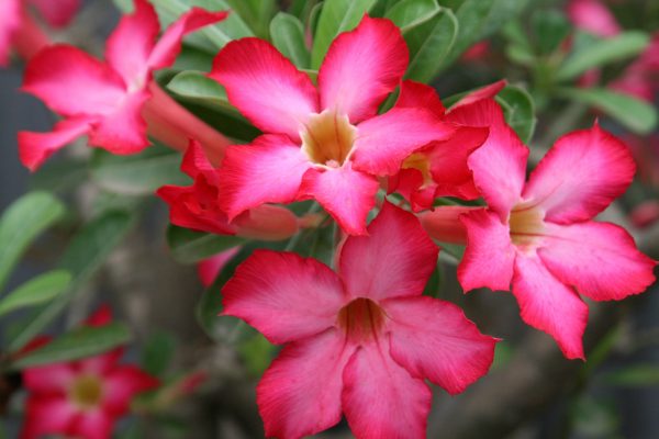 Mô tả về hoa sứ đỏ - một loài hoa phổ biến ở Hawaii » Dienhoahcm.com