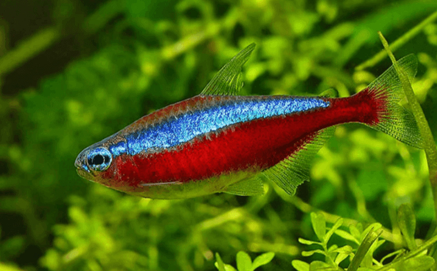 Hướng dẫn nuôi cá thu vua - Tôm AQUA RUBY