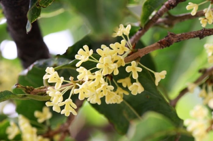 Trước nhà trồng quế thơm, quý nhân sẽ phù trợ, làm thay đổi vận mệnh may mắn cho gia đình