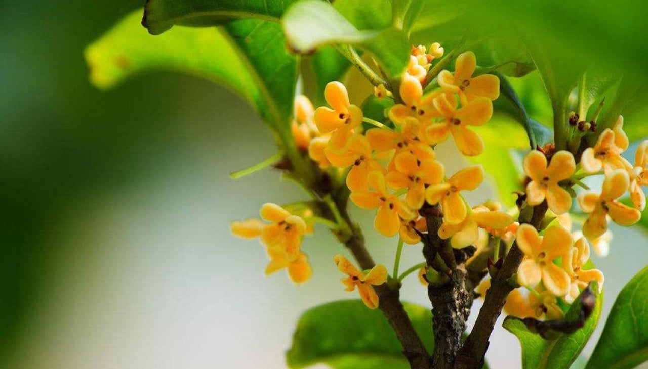 Trước nhà trồng quế thơm, quý nhân sẽ phù trợ, làm thay đổi vận mệnh may mắn cho gia đình