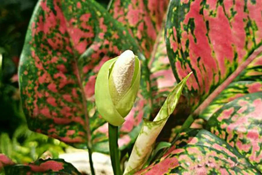 Đặc điểm của cây Aglaonema