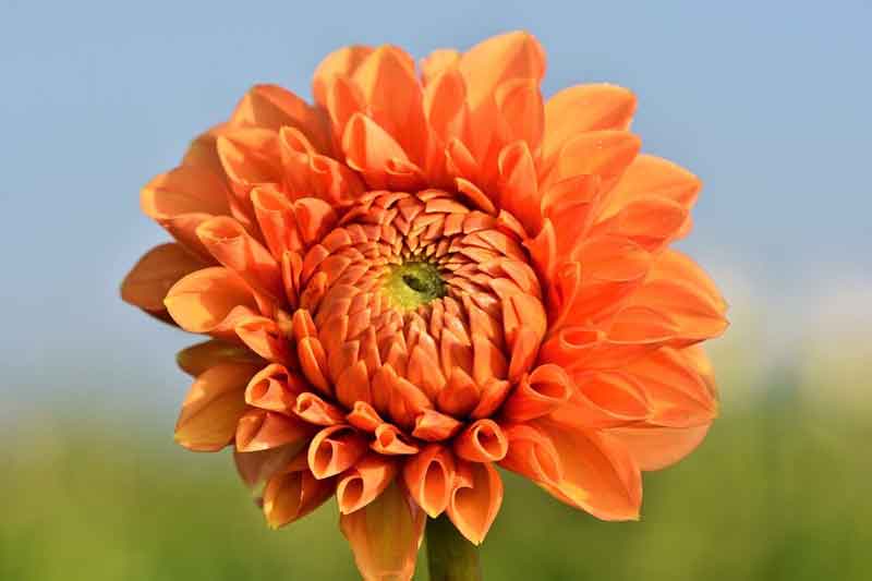 Ý Nghĩa Hoa Thược Dược Loài Hoa Phú Qúy, Kiêu Sa