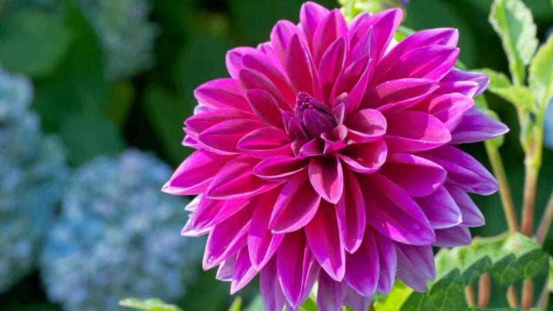 Ý Nghĩa Hoa Thược Dược Loài Hoa Phú Qúy, Kiêu Sa