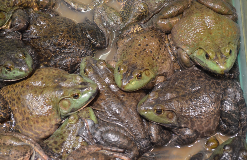 Biểu tượng con ếch: Ý nghĩa tâm linh của con ếch là gì? - Trung tâm Xuất sắc