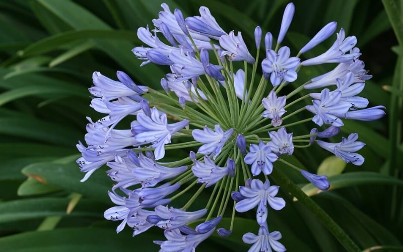 Ý nghĩa hoa thanh anh (Agapanthus) và cách cắm đẹp, tươi lâu – Flosa