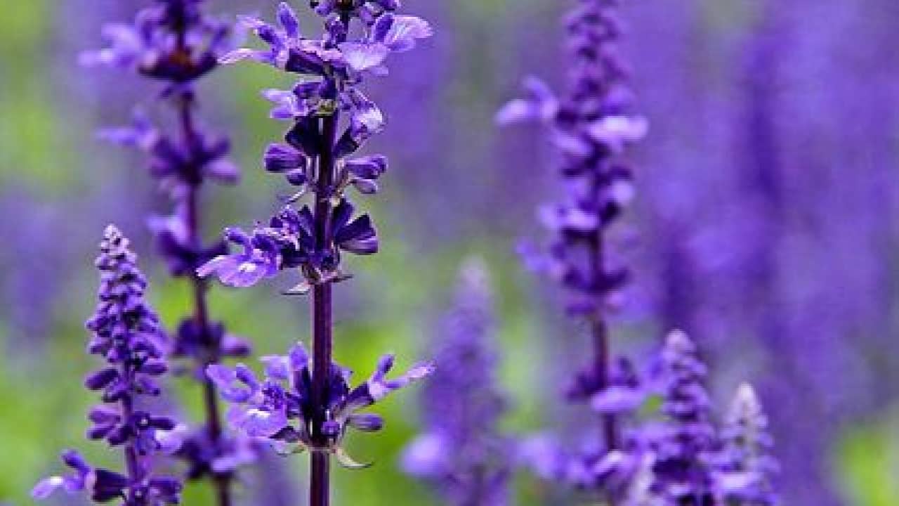 Pháo hoa và ý nghĩa màu sắc của chúng