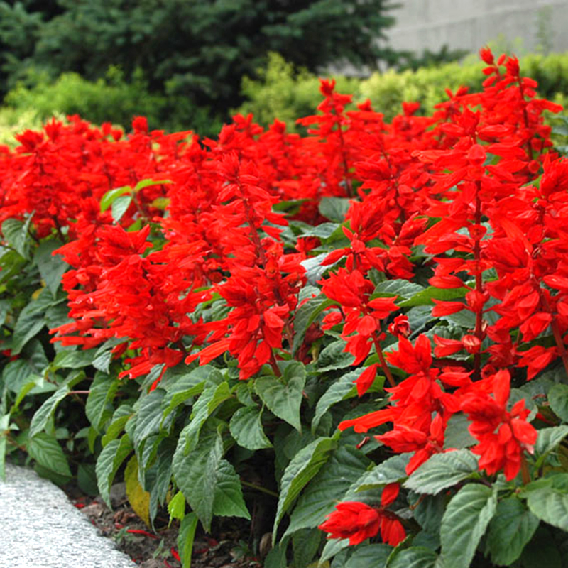 Pháo hoa và ý nghĩa màu sắc của chúng