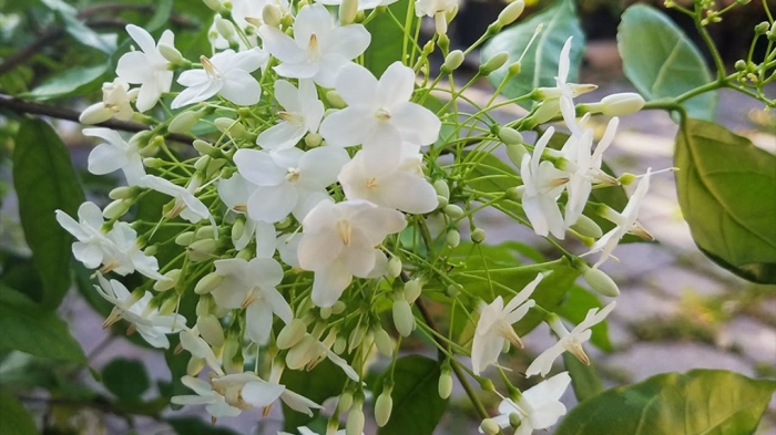 Ý nghĩa của hoa mai chiếu thủy trong cuộc sống