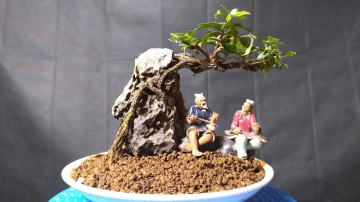 Ý nghĩa của hoa mai chiếu thủy trong cuộc sống