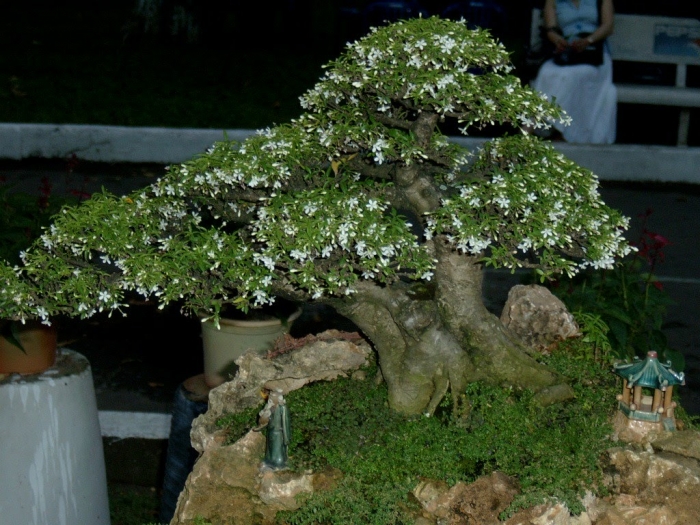 Ý nghĩa của hoa mai chiếu thủy trong cuộc sống