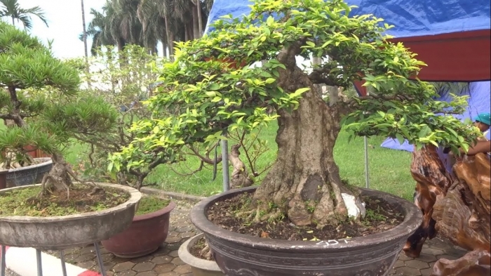 Ý nghĩa của hoa mai chiếu thủy trong cuộc sống