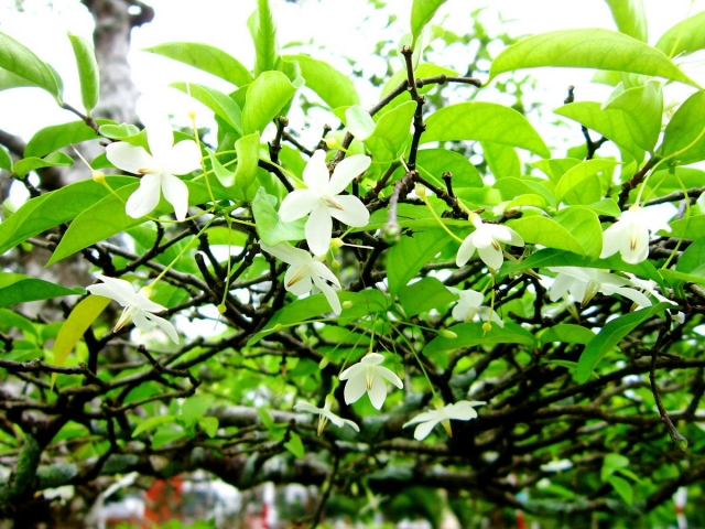 Ý nghĩa của hoa mai chiếu thủy trong cuộc sống