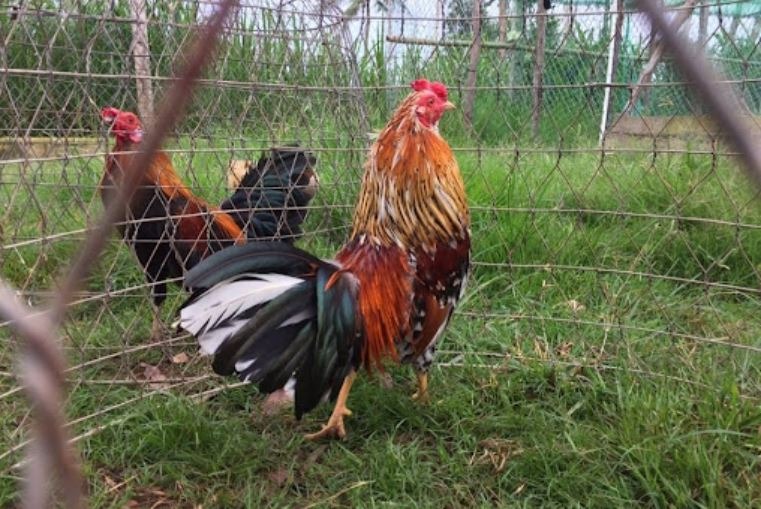 Nguồn Gốc Giống Gà Peru? Tìm Hiểu Gà Peru Và Truyền Thống Chọi Gà