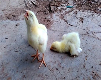 Gà khó thở do CRD