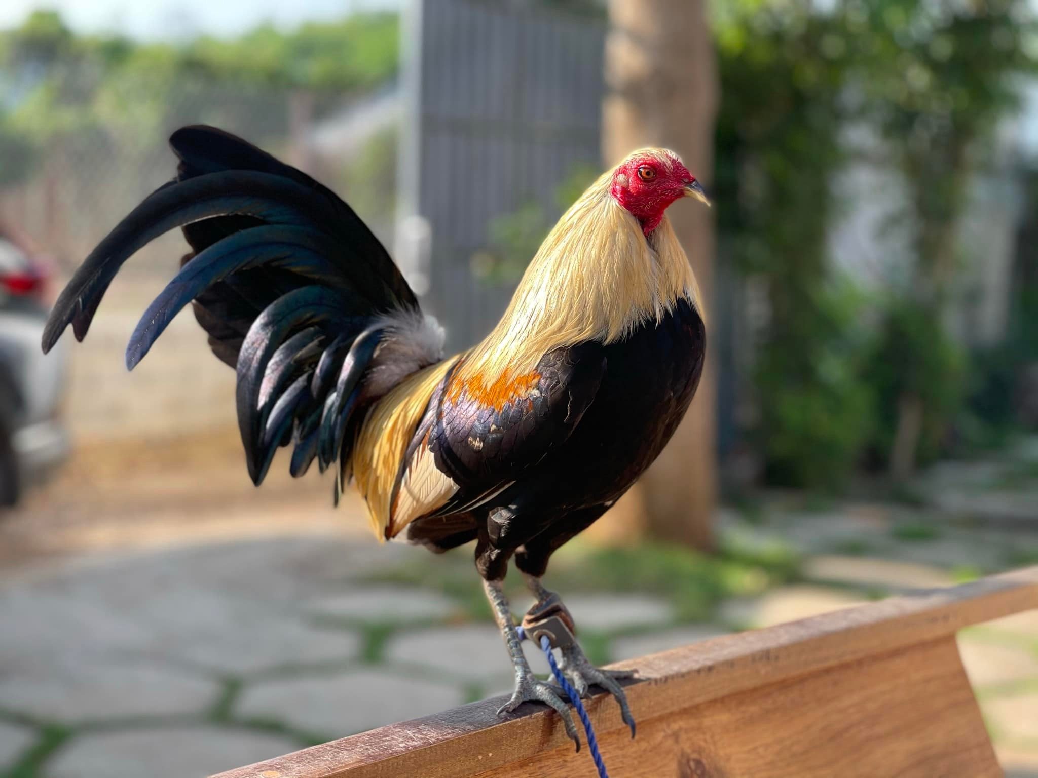 Phương pháp nuôi gà tre, gà đá cựa sắt tốt nhất - Thuốc Gà Đá Oringer