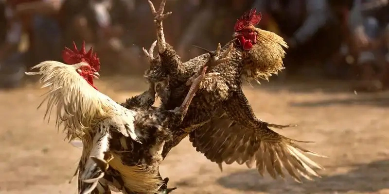 Đá Gà Cựa Sắt – Kinh Nghiệm Cá Cược Chi Tiết Từ A Đến Z