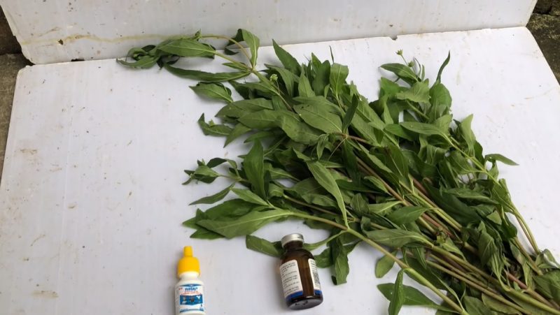 Cỏ mực, một phương pháp dân gian hỗ trợ điều trị gà sổ mũi