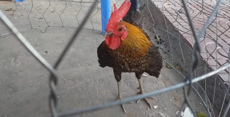 Giải pháp tiết kiệm chi phí điều trị gà sổ mũi