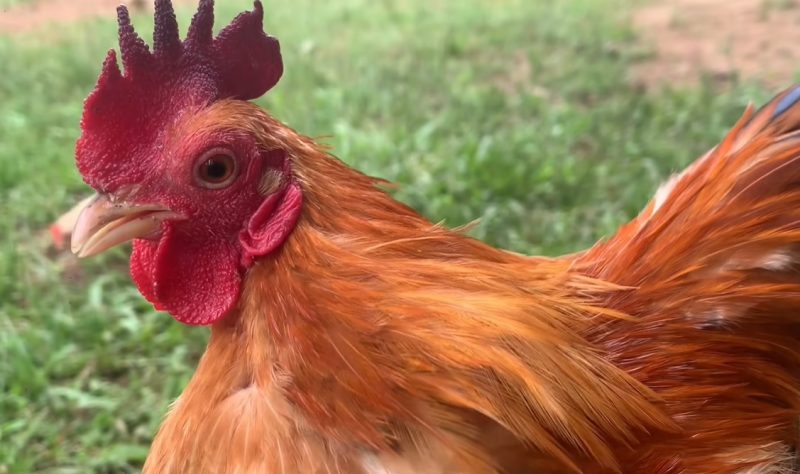 Gà có dấu hiệu sổ mũi: mắt đỏ, dịch mũi, chảy nước mắt