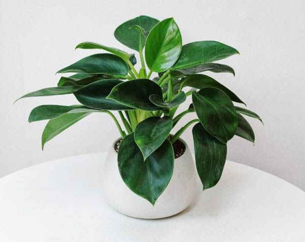 Ý nghĩa phong thủy của cây đế vương xanh Vị trí đặt cây Đế Vương Xanh theo phong thủy