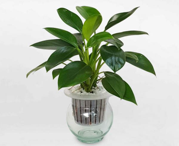 Cách trồng và chăm sóc cây đế vương xanh Chăm sóc cây Đế Vương Xanh trong văn phòng