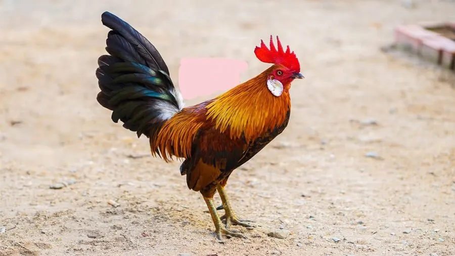 Cách Nuôi Gà Tre Với Chế Độ Dinh Dưỡng Cao, Gà Nhanh Lớn