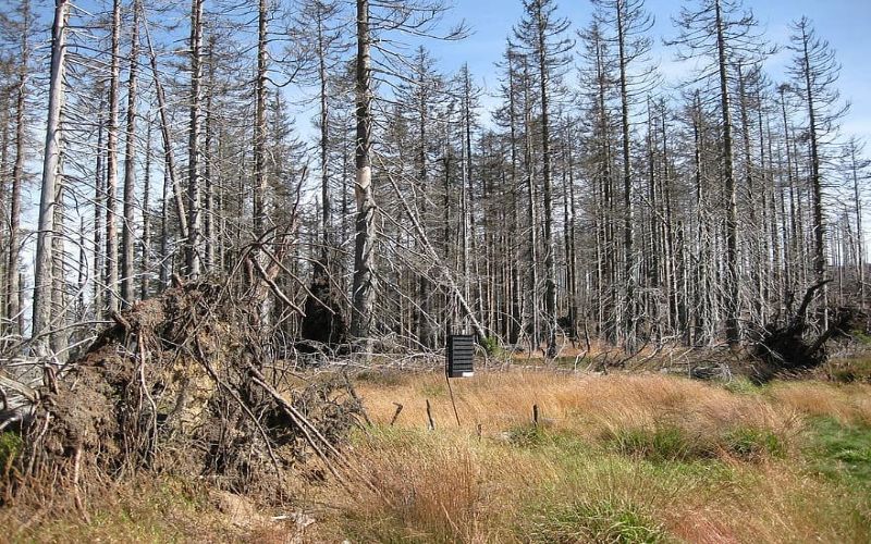 Mưa axit ảnh hưởng lớn đến cây trồng Mưa axit ảnh hưởng lớn đến cây trồng