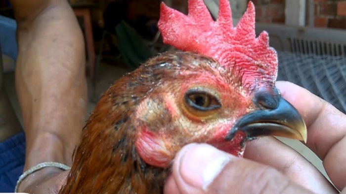 Thông tin kĩ thuật - Bệnh CRD: Nguyên nhân, cách phòng bệnh hiệu quả