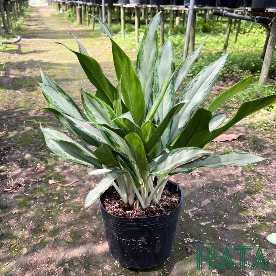 Cây Ngân Hậu – Ý Nghĩa Phong Thủy & Cách Chăm Sóc Đúng Chuẩn