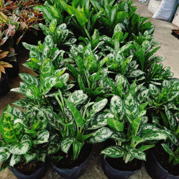 Cây thanh hậu - Đặc điểm, giá bán, ý nghĩa, công dụng, cách trồng và chăm sóc cây thanh hậu - Cây Xanh Tam Kỳ