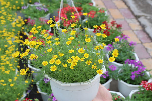 bhdnz5vp1jtxsuyqugp7s72xnw3ugdwzq46i-xfgcd0tlc1yzvalp87xcb6ijfb4g_doxozjovbjivbsl5y_il1niseckhilqckxjlulzn_-1tmihx6rhqnt_vlsy80rc1ii1x_usqzmdt8dlzq924q Ý nghĩa tâm linh và phong thủy của cây sao băng