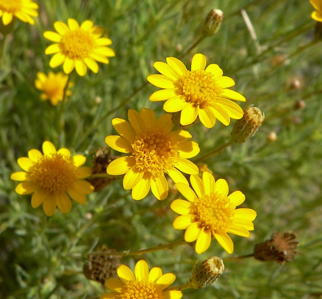 ssfislnmgy7lrp_lcebcxkltali0tda4i64nvwrvnoetilklxe0dyesgt1wp9hyta-vnjmj4ojoiyl_-fzd5yaxeg4g0vuvs2wvw8fltgwcnsyyvu90c-78yzuf0iofmh7qcgz3xnhgg42zq0qrlsty Lợi ích tuyệt vời của cây sao băng đối với môi trường