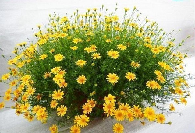 z94v4dc-5wfcgmzhlcyp68kb68ehnb51ctl_fkpzkkvwgthycdjhsj43oemfpaxqbewlxoxn_bepryeatliotodivykojj7ij0vm6qjkhnich7cyg2zjfwld2sk-zu6qh8vcp__golsfm-iwt_-wkdo Cây sao băng với sắc trắng tinh khôi trong không gian xanh