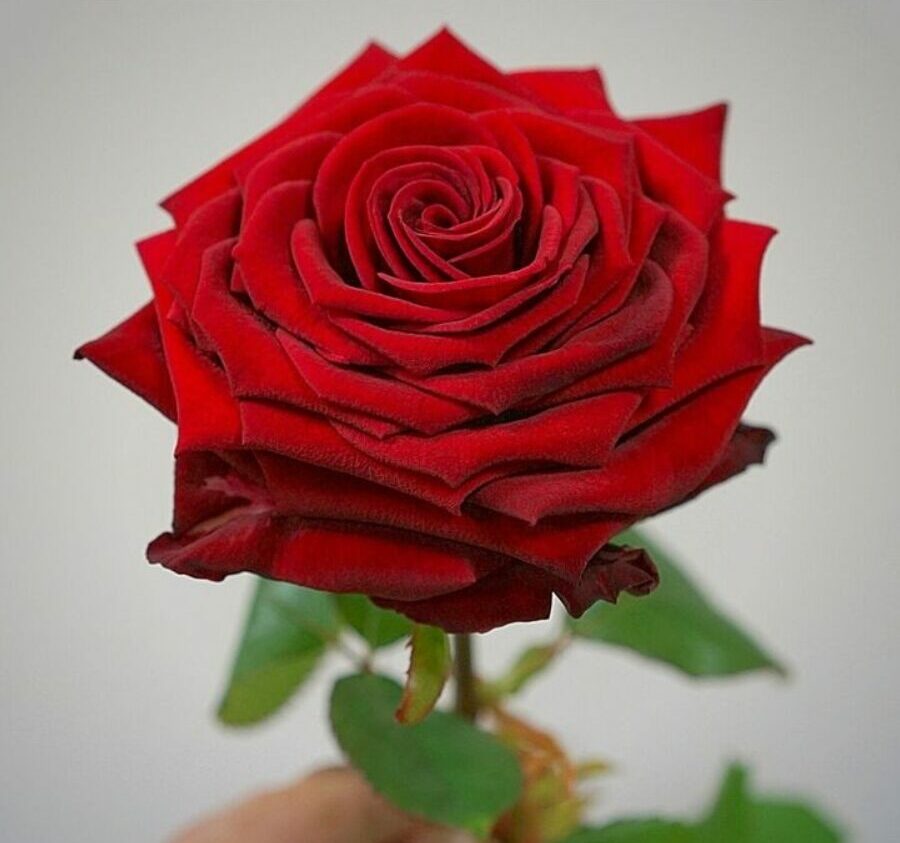 Hoa hồng Ohara đỏ: Khám phá vẻ đẹp, ý nghĩa và giá trị vượt thời gian