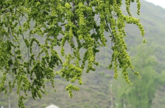 Cận cảnh lá và thân cây du khỏe mạnh