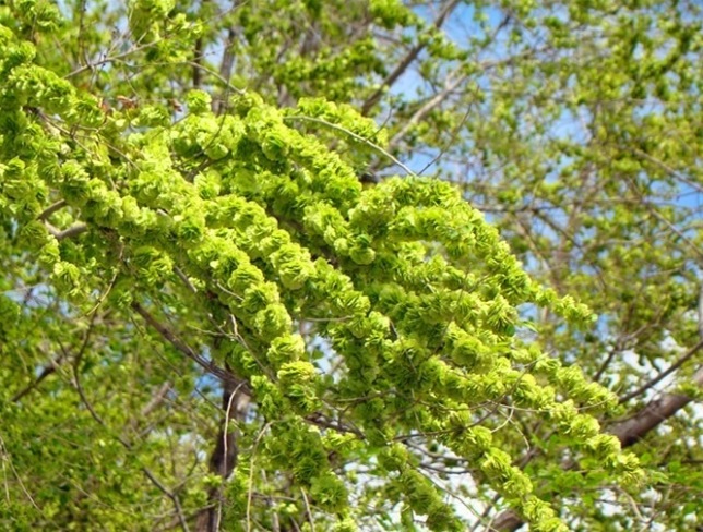 Chăm sóc cây du đúng cách giúp cây bền đẹp