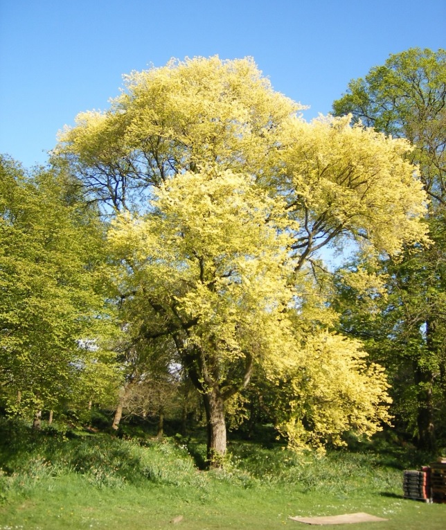 Cây du tại vườn ươm Tam Kỳ