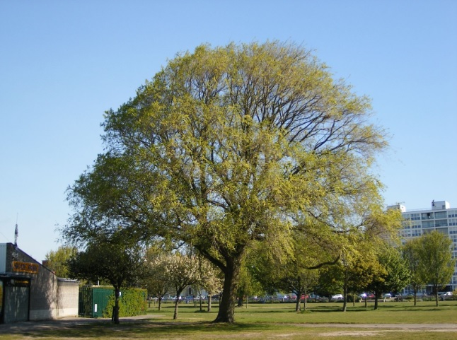 Cây du cổ thụ mang lại bóng mát và vẻ đẹp cảnh quan