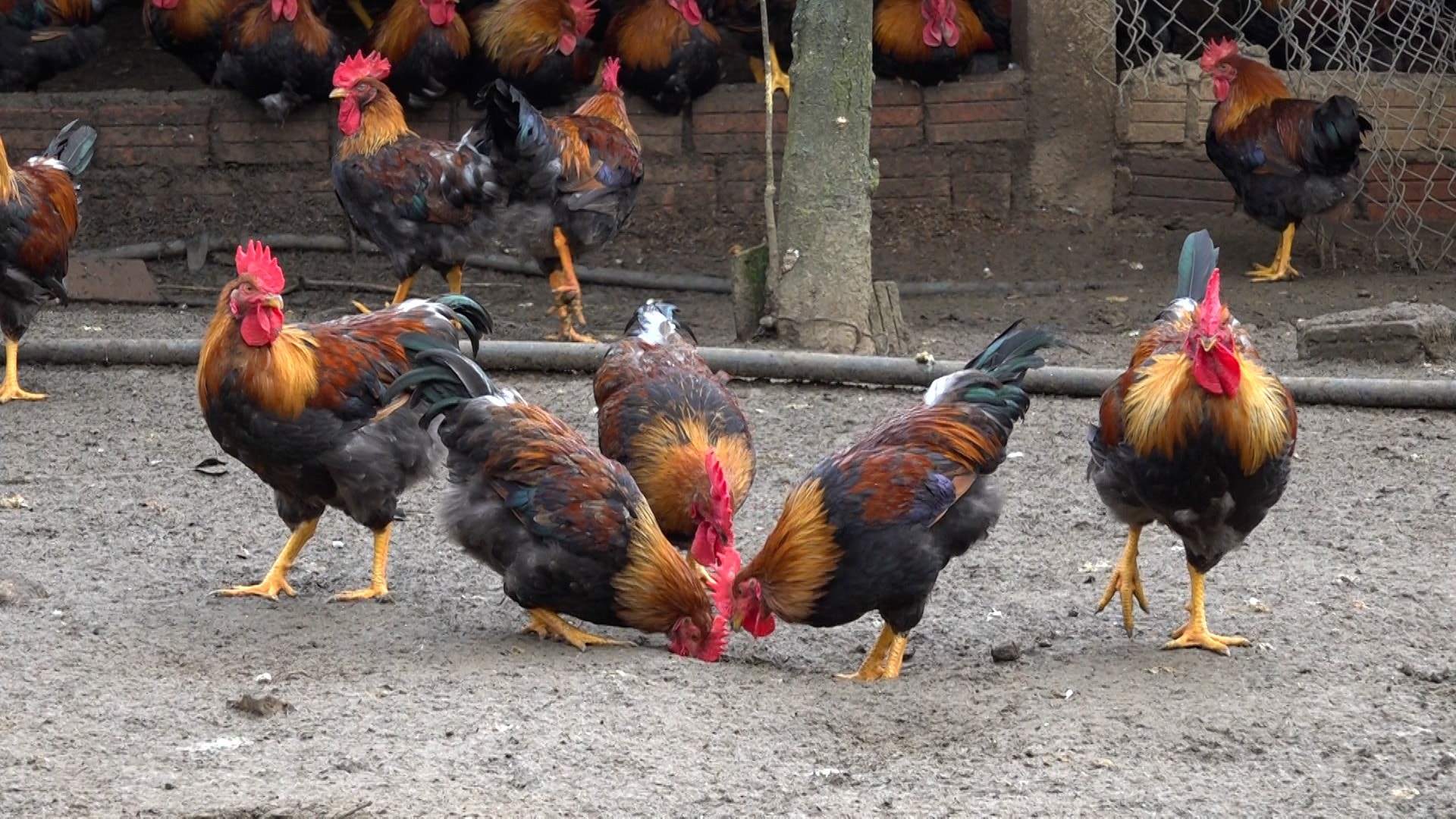 Gà Chíp là gì? Vì sao gà Chíp được ưa chuộng vào dịp Tết - COGAVA