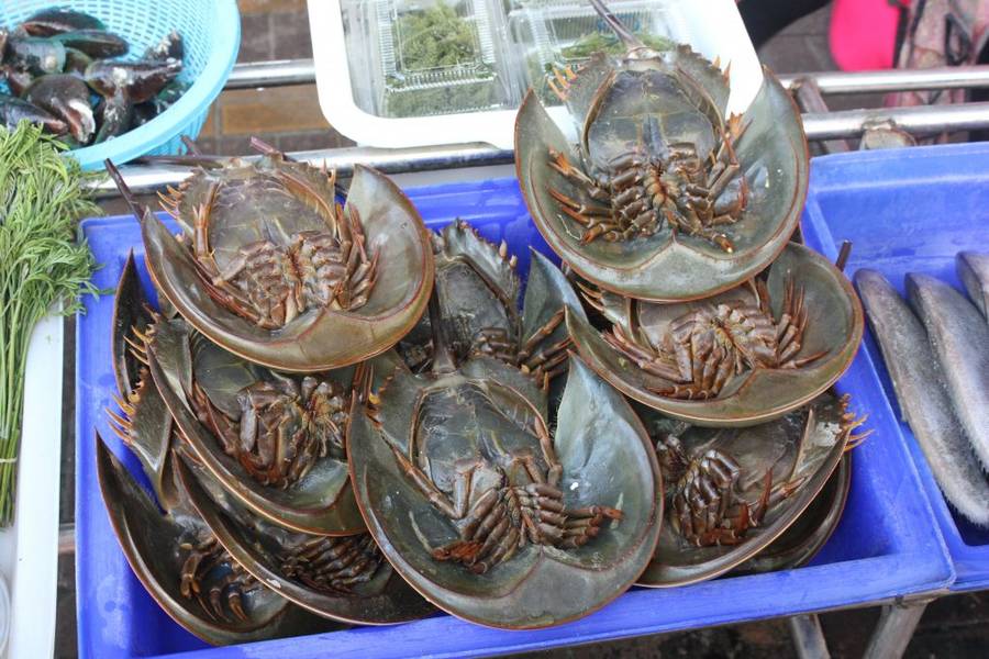 Các món ăn chế biến từ sam biển Hạ Long