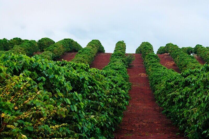 Hướng dẫn kỹ thuật trồng và chăm sóc cây cà phê tốt nhất